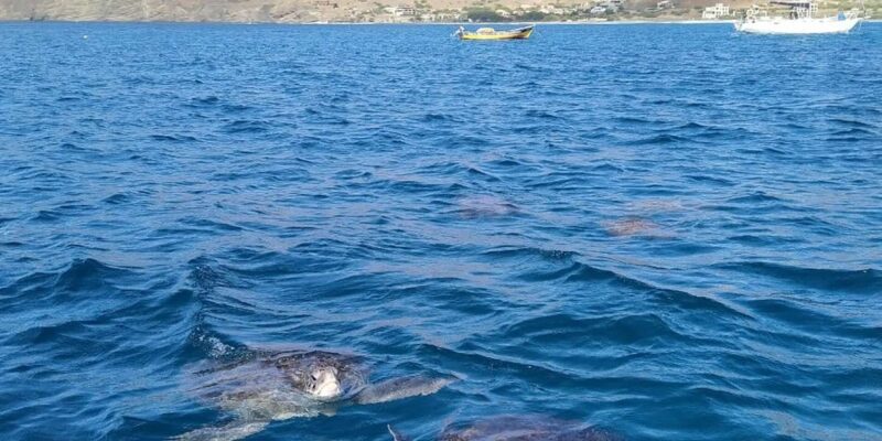 Snorkeling with turtles at Sao Pedro's Beach - Key Points