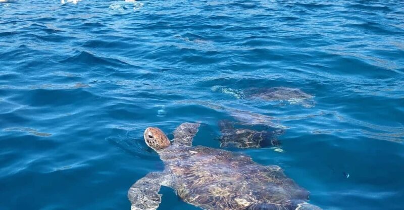 Snorkeling with turtles at Sao Pedro's Beach - What’s Included and What to Expect