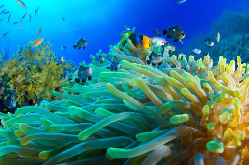 Snorkeling with Turtles: Dubai to Fujairah + Transfer & BBQ - Key Points