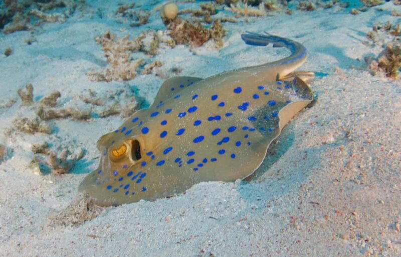 Snorkeling with Turtles: Dubai to Fujairah + Transfer & BBQ - Authentic Experiences and Authenticity