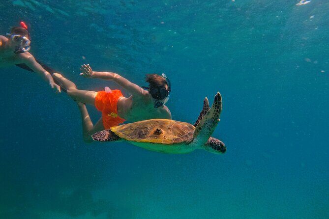 Snorkeling with turtles in Fujairah with BBQ lunch - Key Points