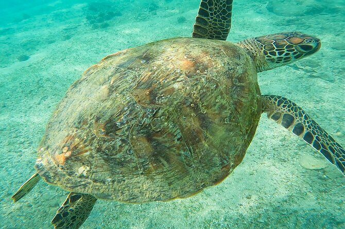 Snorkeling with Turtles in Mirissa - Practicalities & Tips