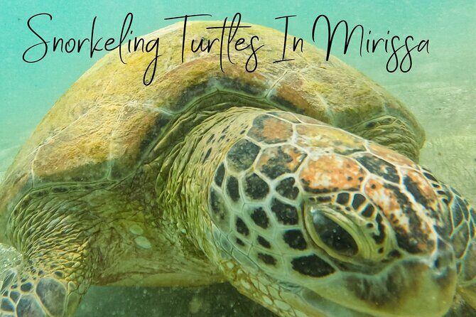 Snorkeling with Turtles in Mirissa - Final Thoughts