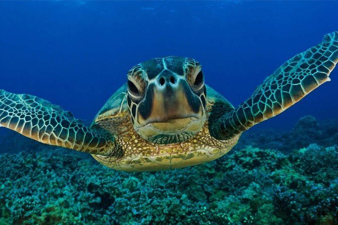 Snorkeling with Turtles in Mirissa - An Honest Look at the Experience
