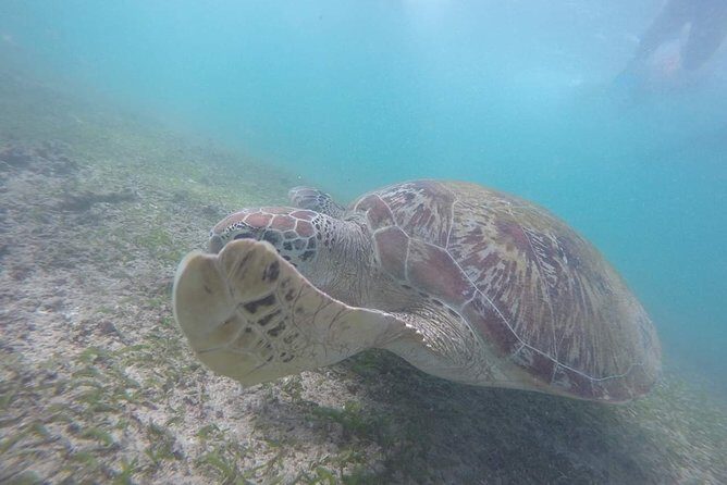 Snorkeling with Turtles in Mirissa - Final Thoughts