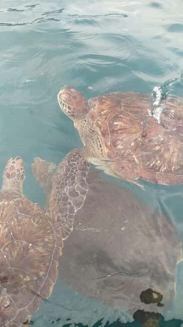 Snorkeling with Turtles - Value and Practical Considerations