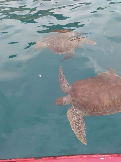 Snorkeling with Turtles - Important Tips for Participants