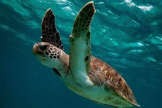 Snorkeling with Turtles Visit Mayan Ruins in Tulum from Cancun - The Sum Up: A Well-Rounded Day Trip for Curious Explorers