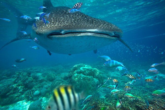 Snorkeling with Whale Sharks - Isla Mujeres - The Itinerary and What You Can Expect