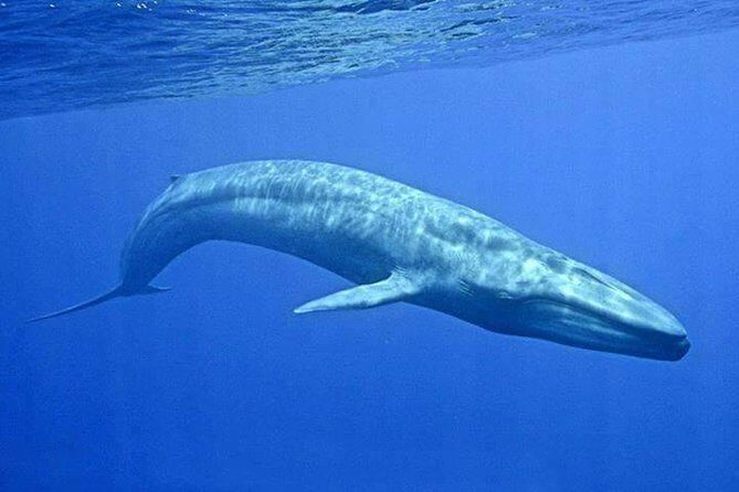 Snorkeling with Whales in Mirissa - The Setting and What Makes This Tour Unique