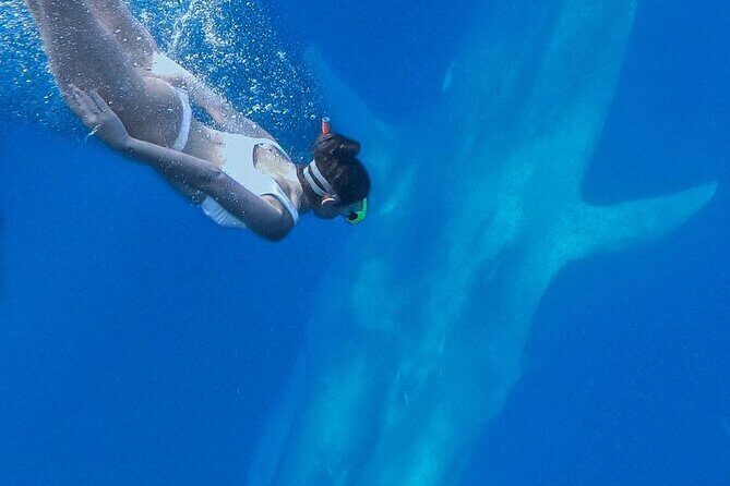 Snorkeling with Whales in Mirissa - The Price and Value