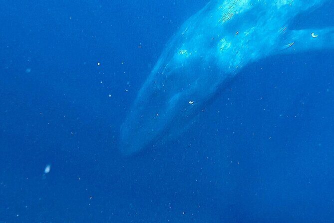 Snorkeling with Whales in Mirissa - Who Should Consider This Tour?