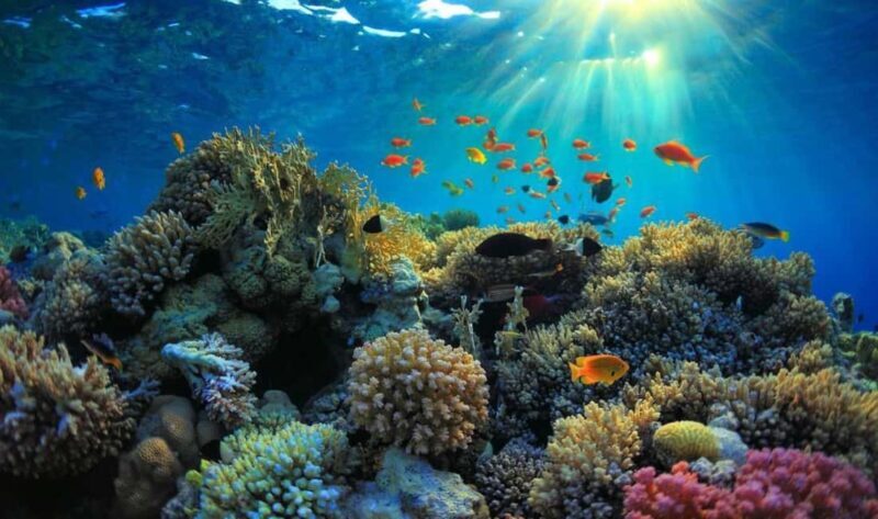 Snorkelling and Dolphin Watching at Mnemba Island - Key Points
