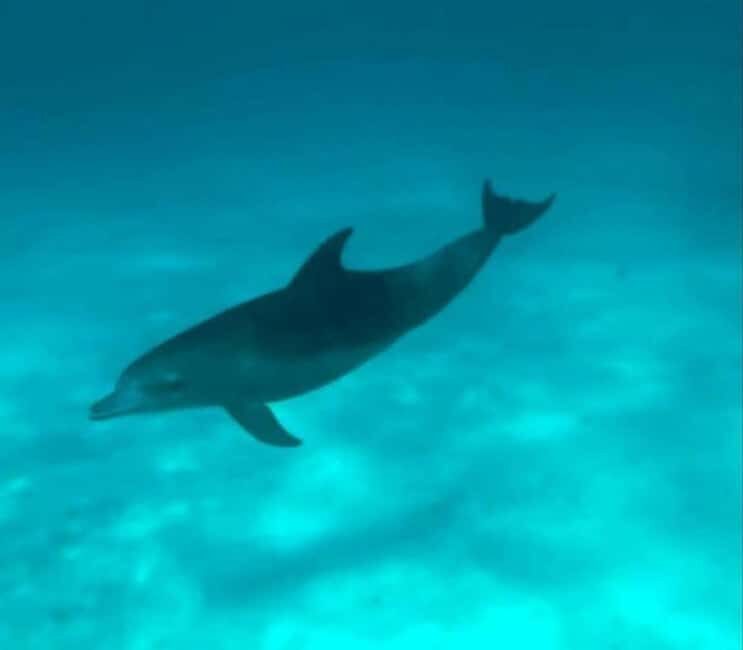 Snorkelling and Dolphin Watching at Mnemba Island - Final Thoughts