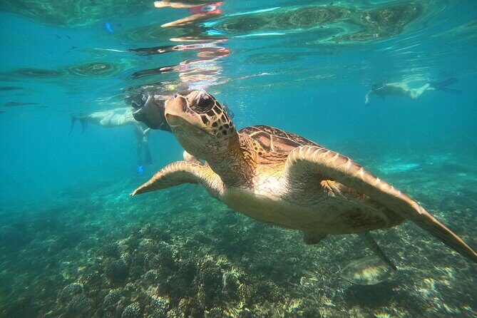 Snorkelling tours to Daymaniyat island - Getting to the Heart of the Experience