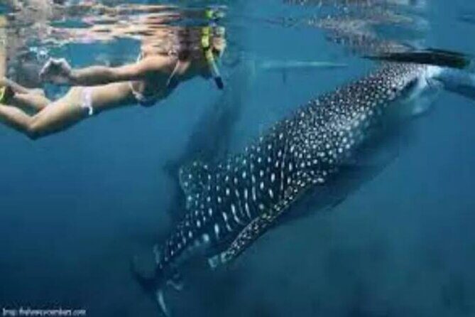 Snorkling with whale shark in teluk saleh min 2 person - A Closer Look at the Itinerary and What It Means for You