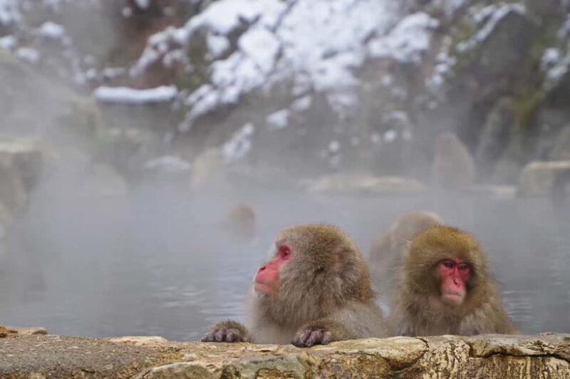 Snow Monkey, Hokusai & Sake: A Perfect Day in Nagano - Practical Details