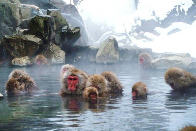 Snow Monkey in "Jigokudani Yaen-koen" & Obuse Town - Exploring Jigokudani Snow Monkey Park