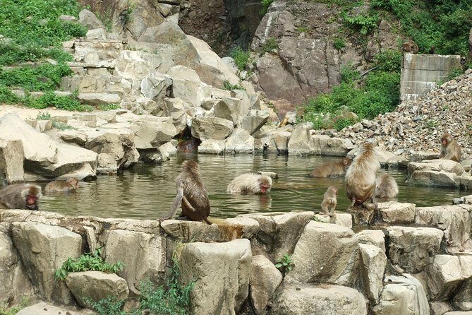 Snow Monkey in "Jigokudani Yaen-koen" & Obuse Town - Final Thoughts: Is This Tour Right for You?