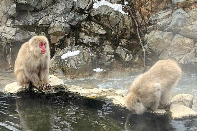 Snow Monkey Nagano Day Tour by Car English Driver in Person Guide - Final Thoughts