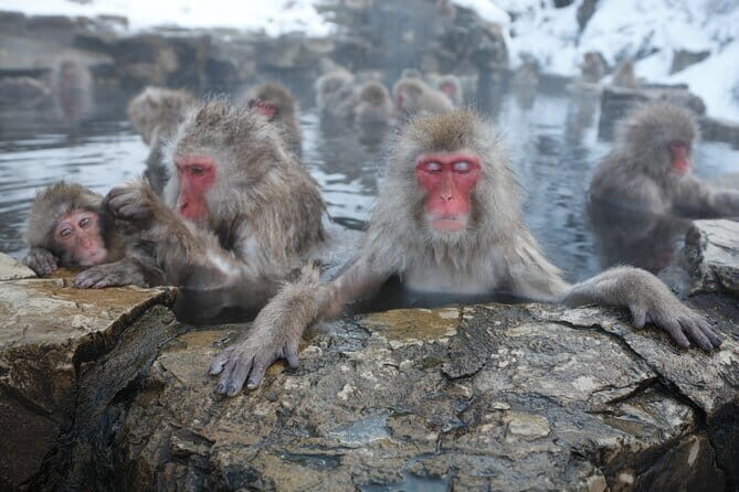 Snow Monkey Park and Miso Production Tour Bullet Train from Tokyo - A Closer Look at the Tour Itinerary