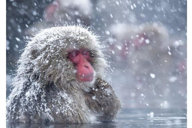 Snow Monkey Park and Zenko ji Temple Private Day Tour - Introduction