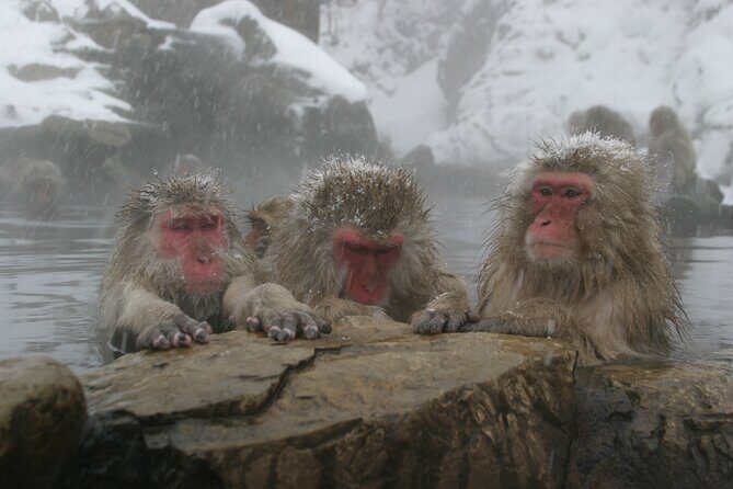 Snow Monkey Park & Miso Production Day Tour from Nagano - Why This Tour Is a Great Choice