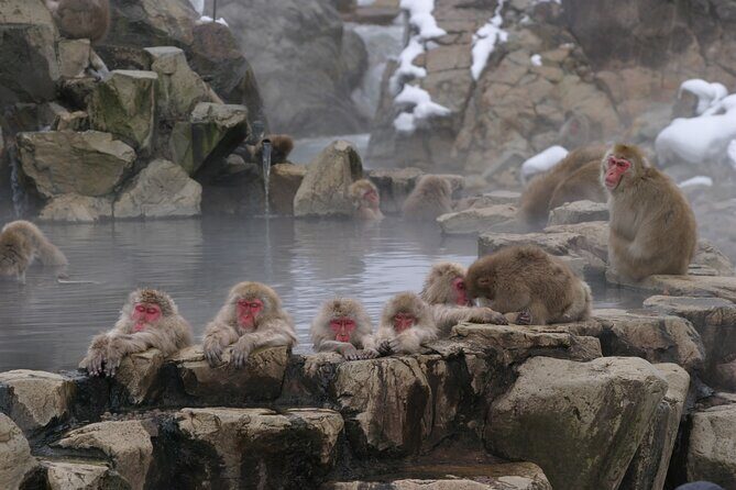 Snow Monkey Park & Miso Production Day Tour from Nagano - FAQs
