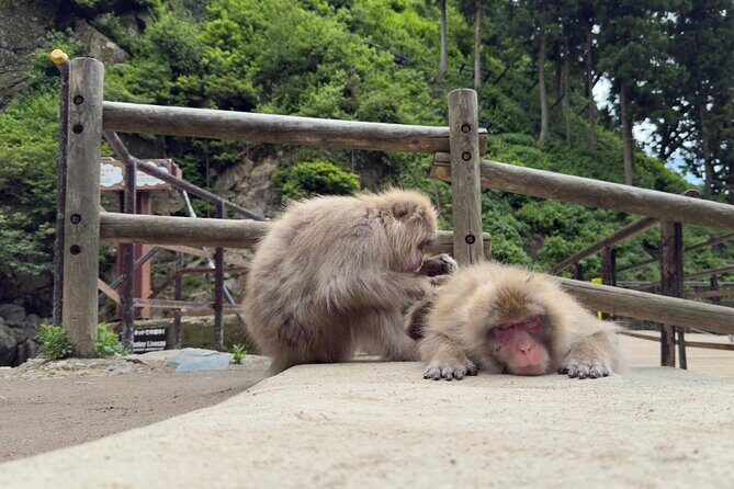 Snow Monkey Park, Soba Lunch and Shibu Onsen Tour - Exploring the Itinerary in Detail