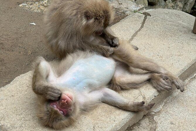 Snow Monkey Park, Soba Lunch and Shibu Onsen Tour - Who Will Enjoy This Tour?