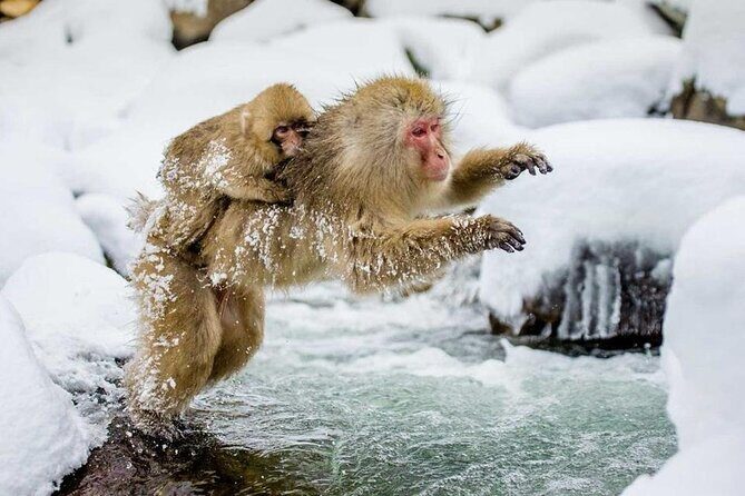 Snow Monkey Park & Zenkoji Temple Nagano Pvt. Full Day Tour. - Introduction: An Excursion Worth Considering for Japan Enthusiasts