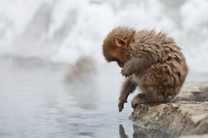 Snow Monkey Park & Zenkoji Temple Nagano Pvt. Full Day Tour. - Key Points
