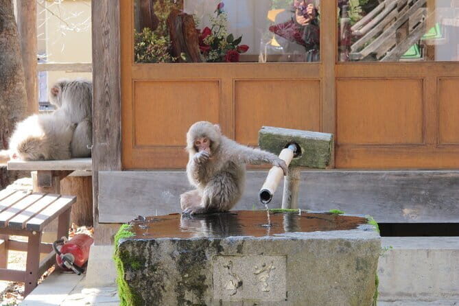 Snow Monkey & Shibu Onsen Private Tour (Nagano, Nozawa, Myoko) - Key Points