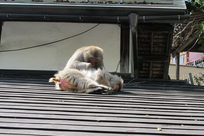 Snow Monkey & Shibu Onsen Private Tour (Nagano, Nozawa, Myoko) - Visiting the Sake Storehouse Art Museum: Tamamura Honten