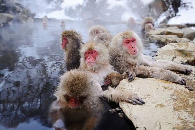 Snow Monkey & Shibu Onsen Private Tour (Nagano, Nozawa, Myoko) - What Travelers Say