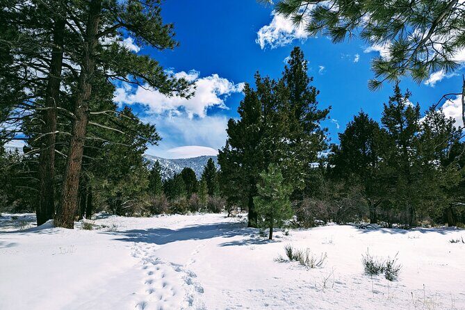 Snowshoe Tour Big Bear Lake with Hot Chocolate - The Sum Up