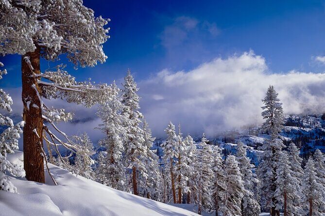 Snowshoe Tour in the Lake Tahoe Mountains - The Sum Up: Who Will Love This Tour?