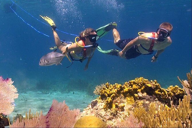 Snuba Adventure at Coral World Ocean Park - Key Points
