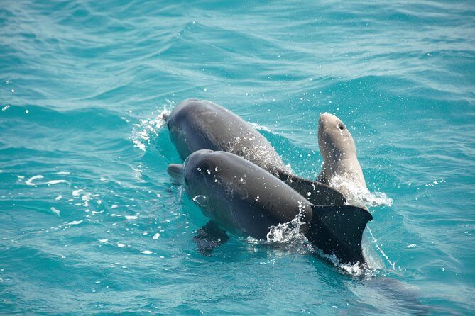 Snubfin Dolphin Eco Cruise from Broome - Key Points