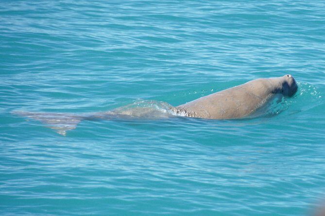Snubfin Dolphin Eco Cruise from Broome - The Experience: What to Expect on the Eco Cruise