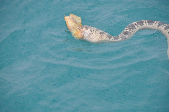 Snubfin Dolphin Eco Cruise from Broome - Authentic Guest Perspectives