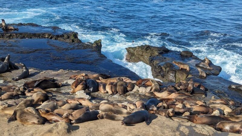 SoCal Riviera Electric Bike Tour of La Jolla & Mount Soledad - Guides and Authenticity