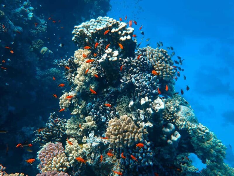 Socotra Diving Safari: 8-Day Group Tour in Protected Waters - Key Points