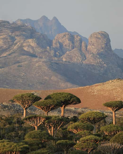 Socotra Diving Safari: 8-Day Group Tour in Protected Waters - FAQs