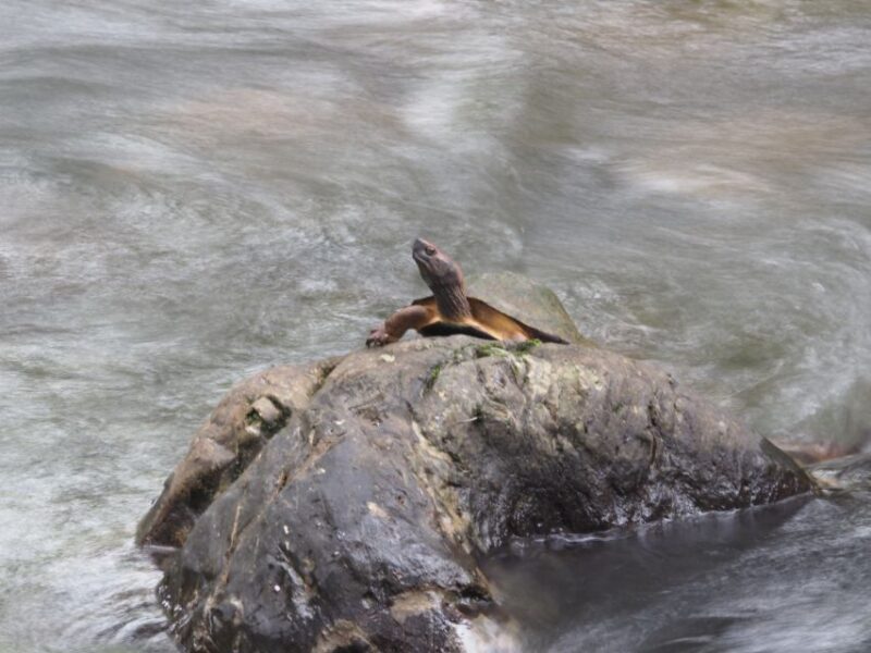 Sok River: Bamboo Raft Ride, Monkey Temple & View Point Tour - Practical Tips for Travelers