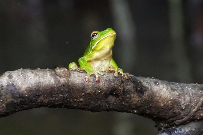 Solar Whisper Daintree River Crocodile and Wildlife Cruise - The Experience in Detail