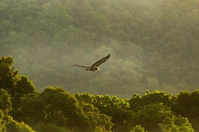 Solar Whisper Daintree River Crocodile and Wildlife Cruise - FAQ