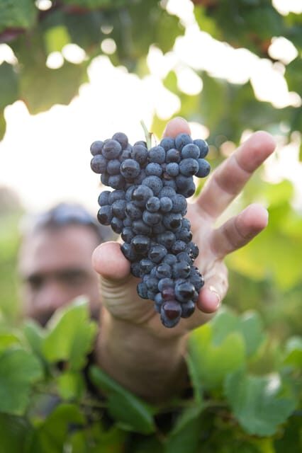 Solvang: Santa Ynez Valley Wine Tours w/ Lunch & Tastings - The Itinerary: What You Can Expect