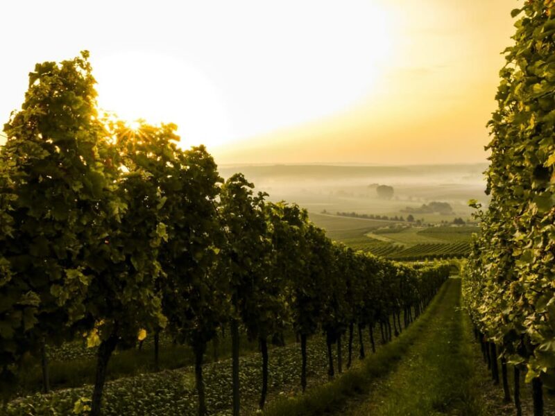 Solvang: Santa Ynez Valley Wine Tours w/ Lunch & Tastings - Who Will Love This Tour?