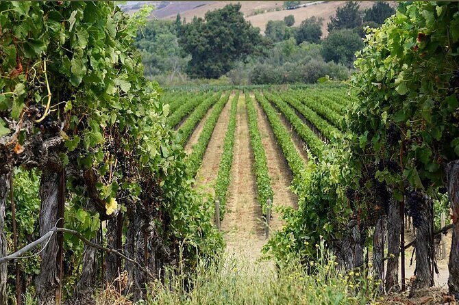 Solvang Ventura Wine Tour by Car - Authentic Experiences and Traveler Feedback